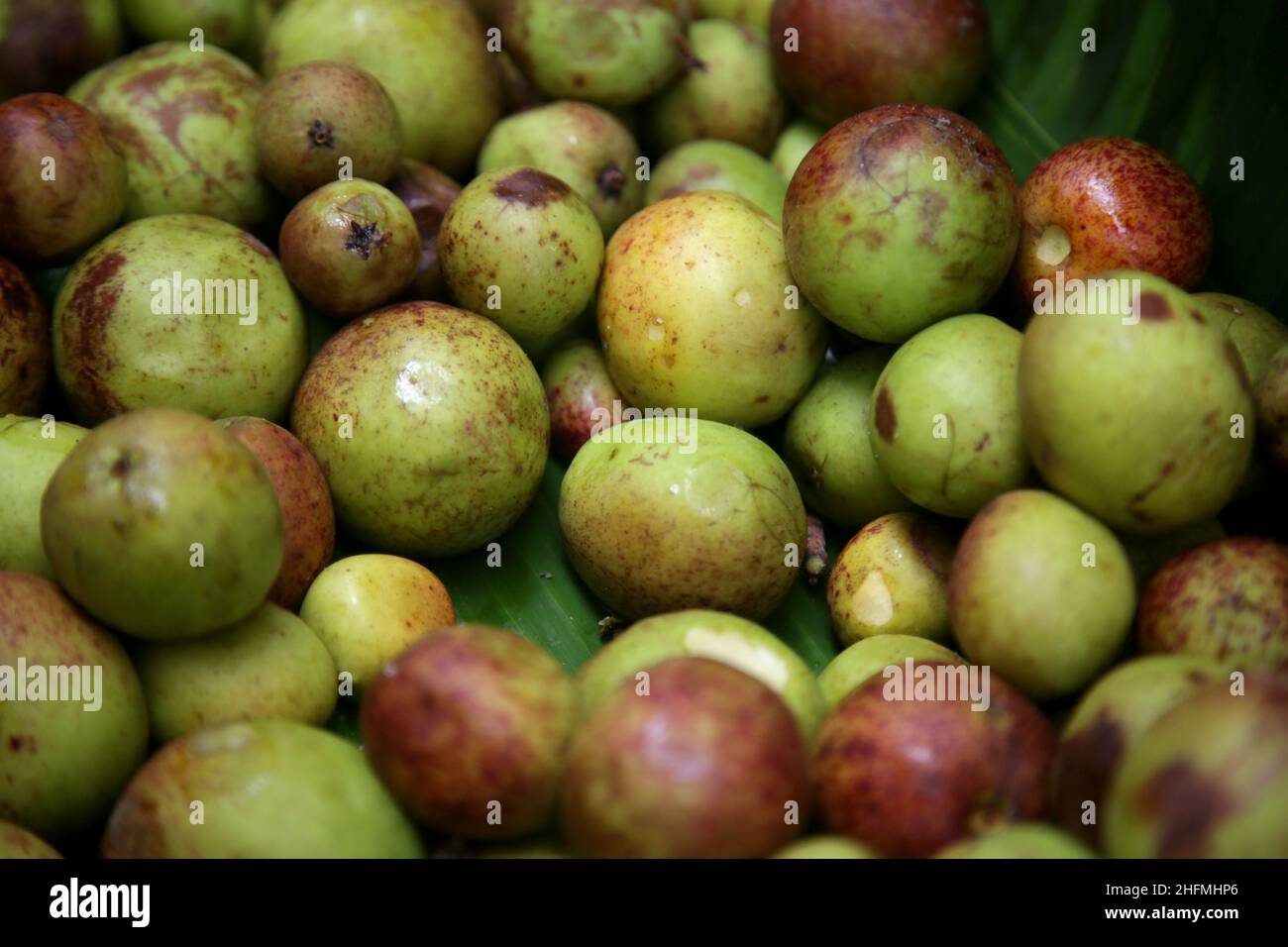 conde, bahia, brazil - january 8, 2022: Mangaba fruit - Hancornia speciosa - on sale at a fair in the city of Conde. Stock Photo