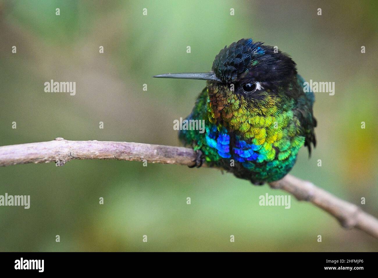 Fiery-throated hummingbird perched on a branch. San Gerardo de Dota, Costa Rica. Stock Photo