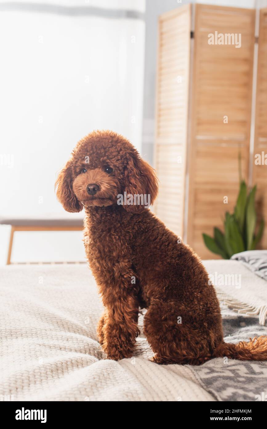 Curly dog sitting hi-res stock photography and images - Page 23 - Alamy, image size:867x1390