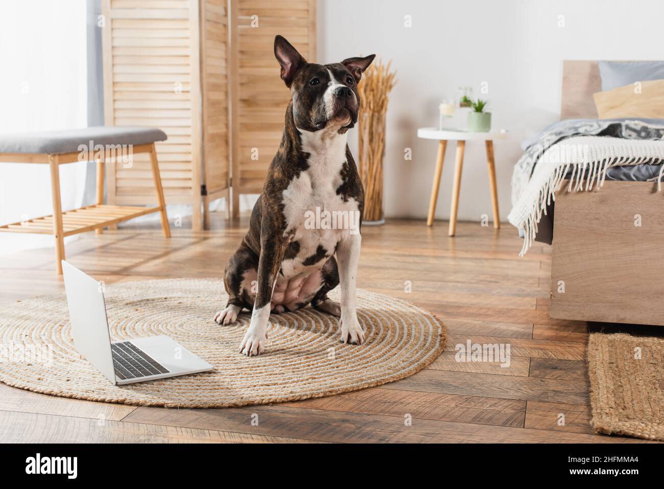 american staffordshire terrier sitting on round rattan carpet at home Stock Photo