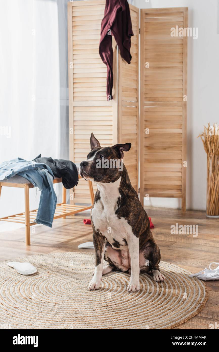 American staffordshire hotsell terrier apartment