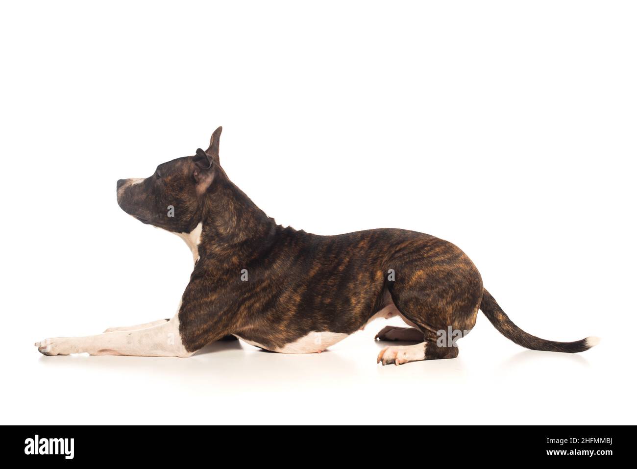Purebred staffordshire terrier 2025