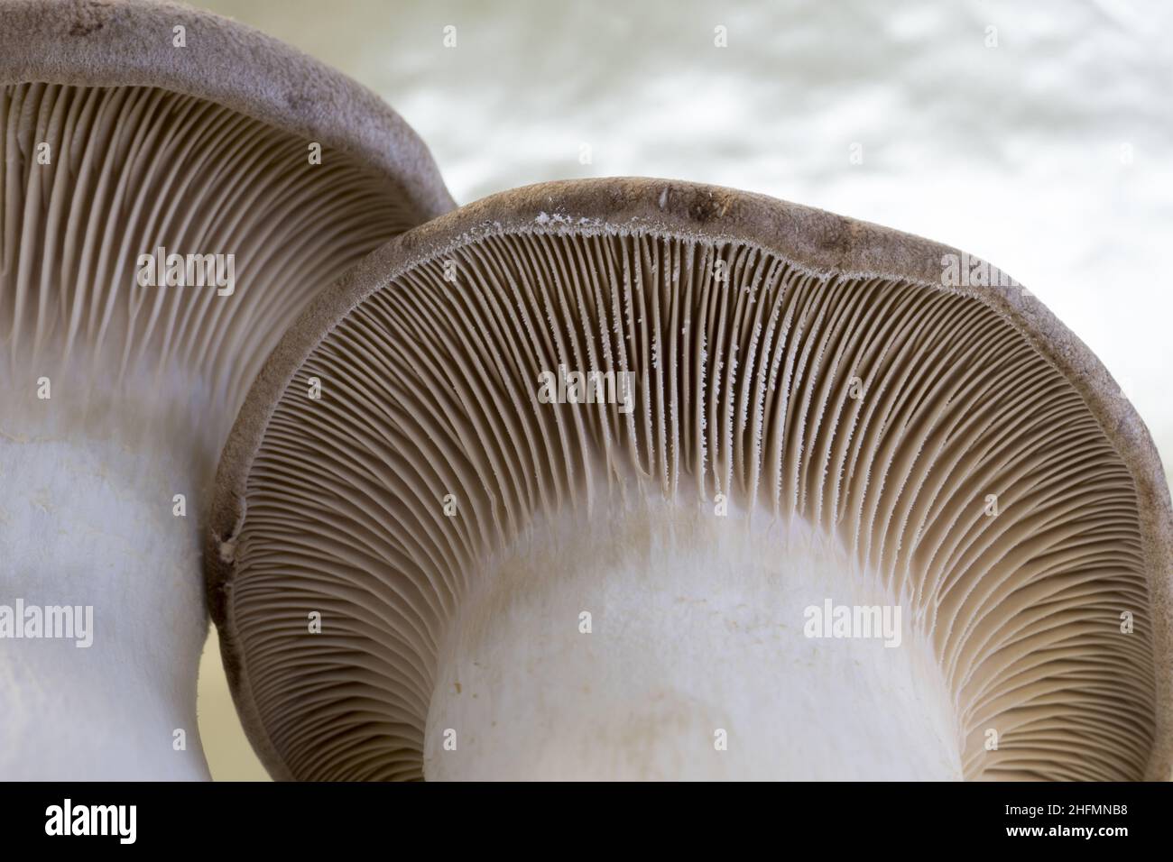 King Oyster mushroom close up isolated on white background, Pleurotus