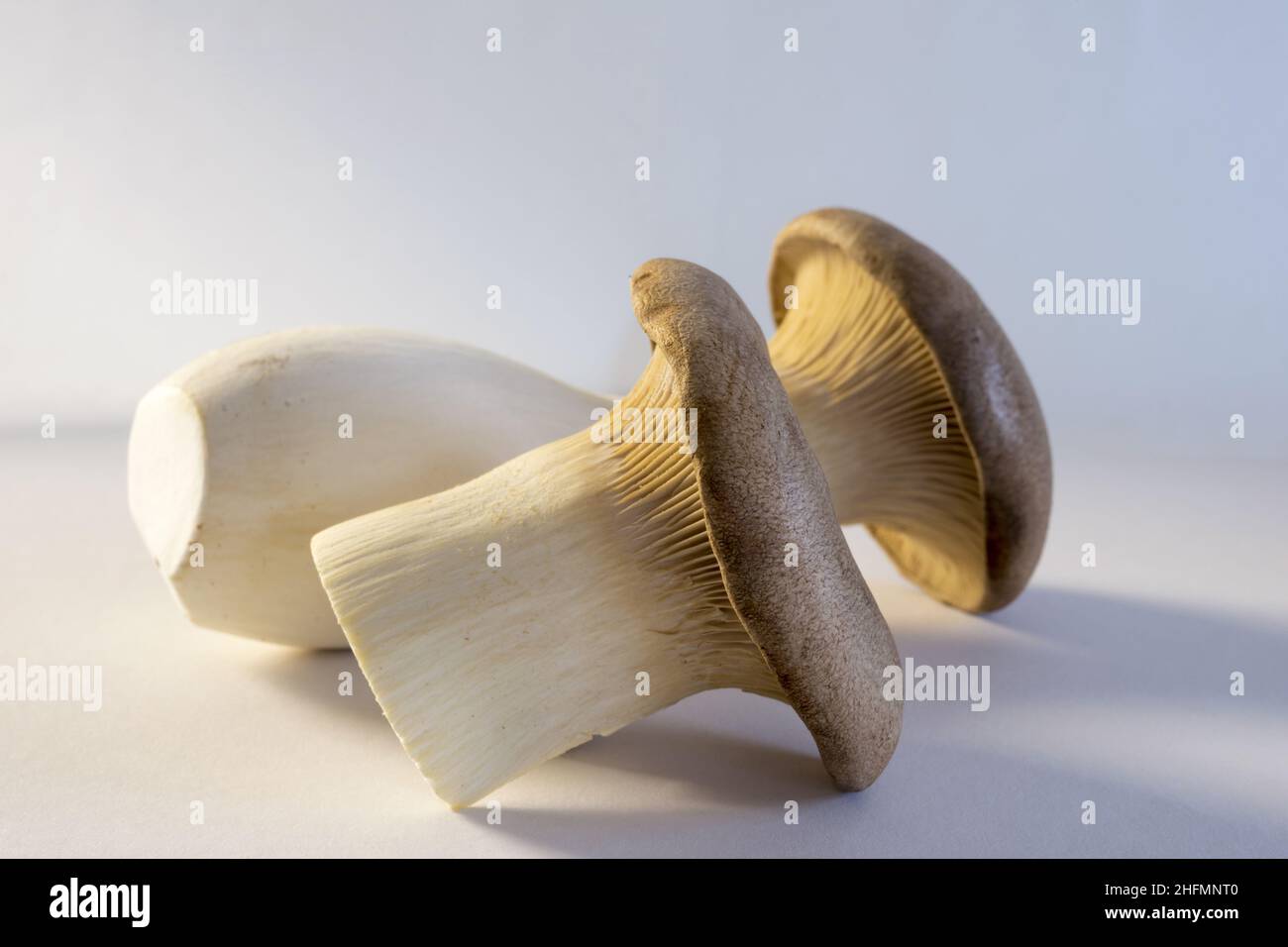 King Oyster mushroom isolated on white background, Pleurotus eryngii