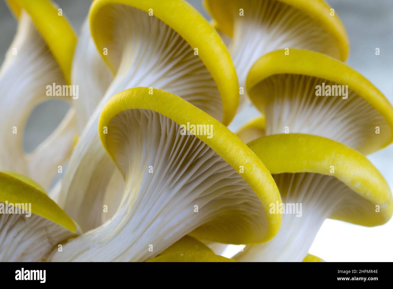 Yellow Oyster mushrooms macro close up, Pleurotus citrinopileatus, fresh and raw Stock Photo