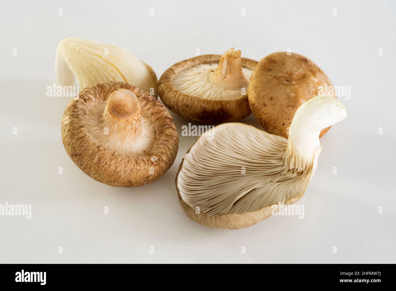 Shiitake oyster mushroom fresh raw close up on white background Stock Photo