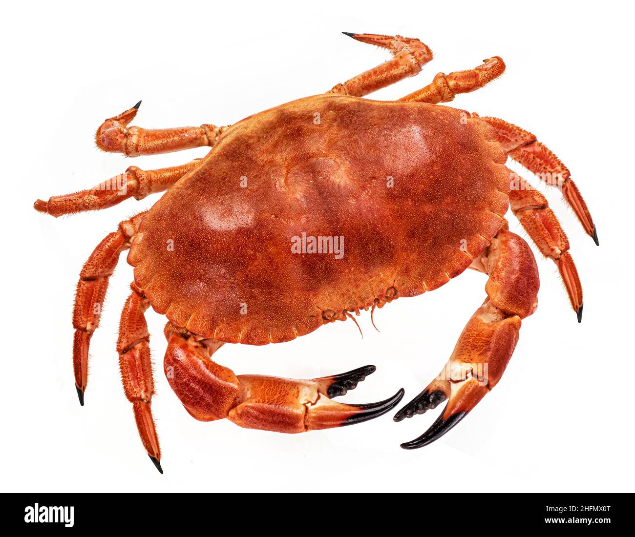 Cooked crab isolated on white background, top view Stock Photo