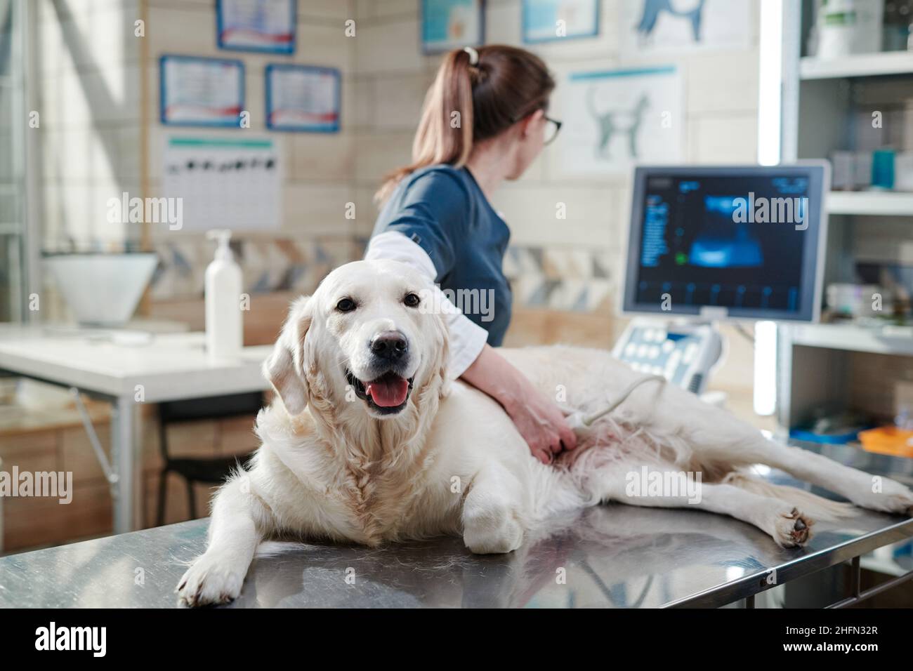 Portrait of purebred sick dog lying on the table while the vet looking at the monitor, she doing ultrasound scan at the office Stock Photo