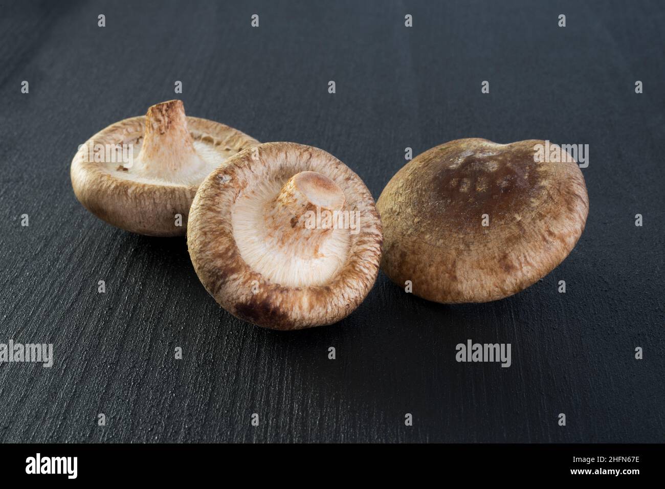 Oyster mushroom close up on black background, edible mushrooms Stock