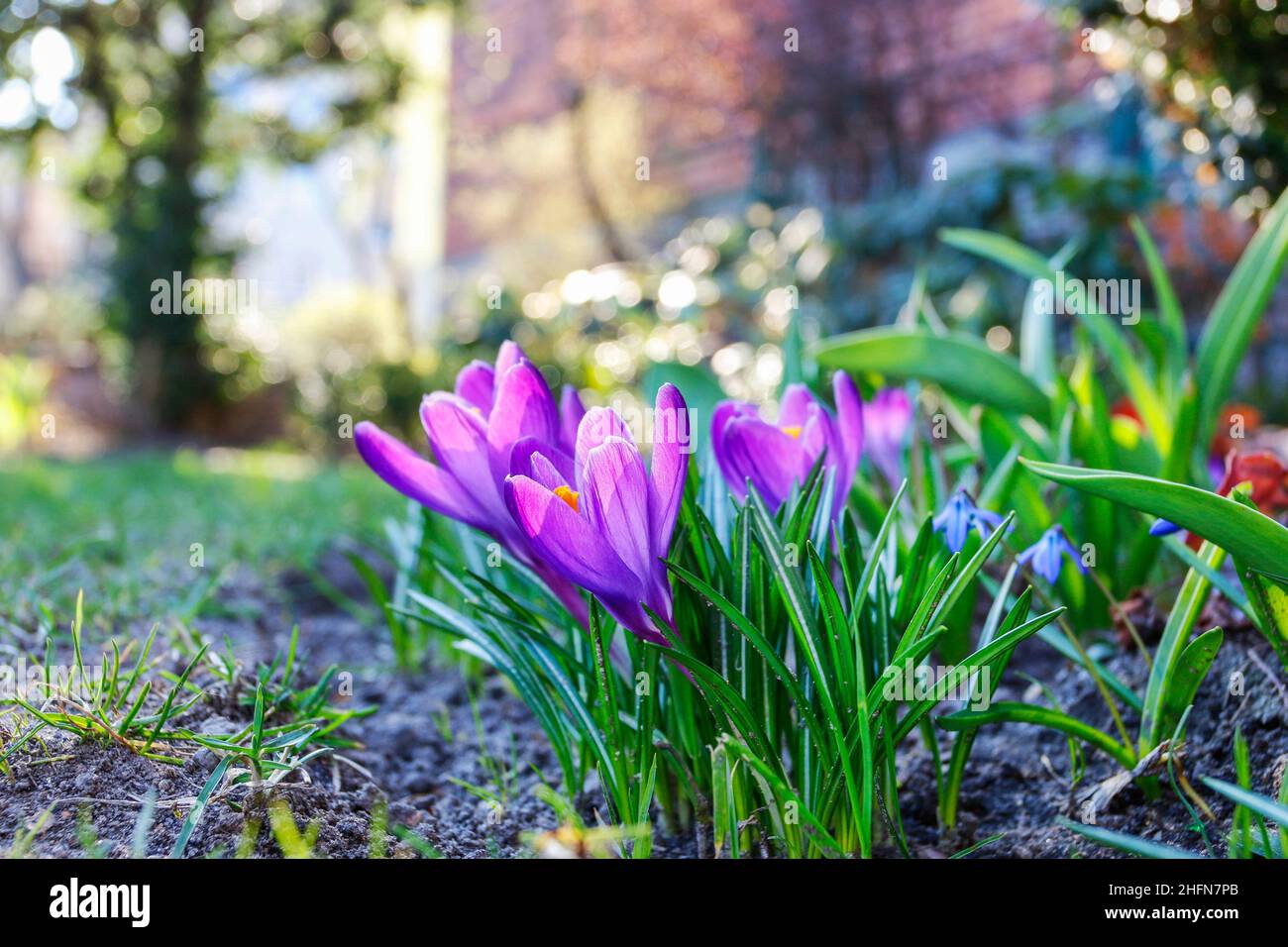 Crocuses group in grass hi-res stock photography and images - Alamy