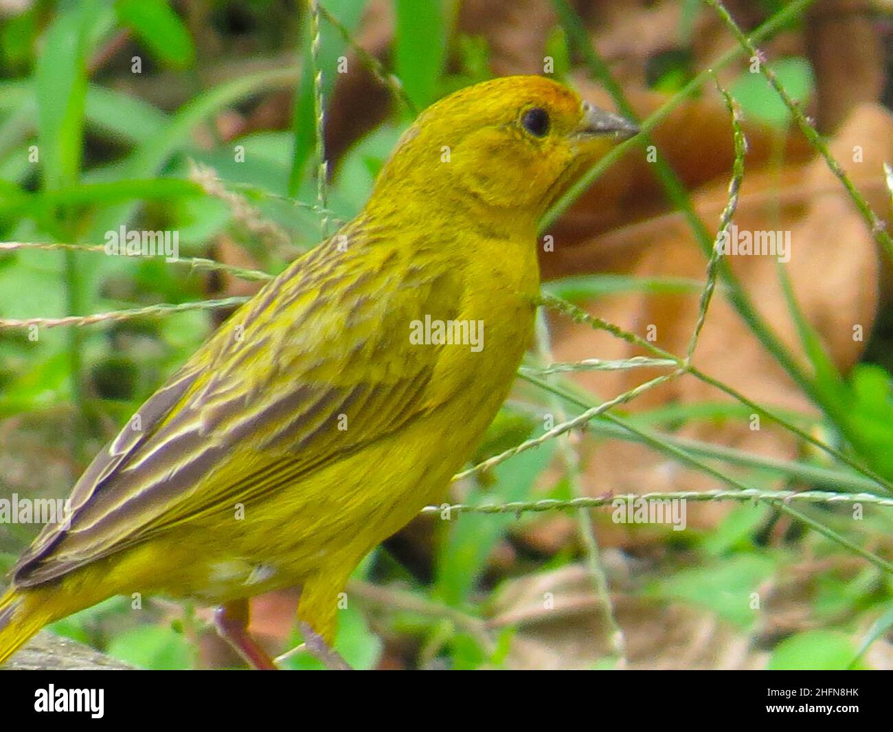 Canary looking for food among the grass Stock Photo