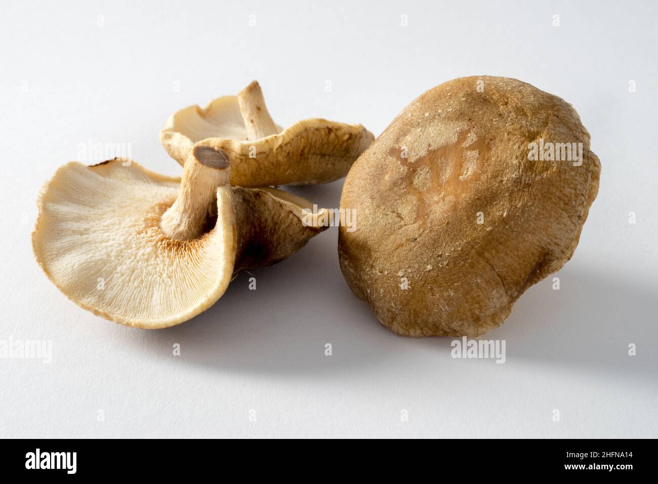 Oyster mushroom close up on white background, edible mushrooms Stock Photo