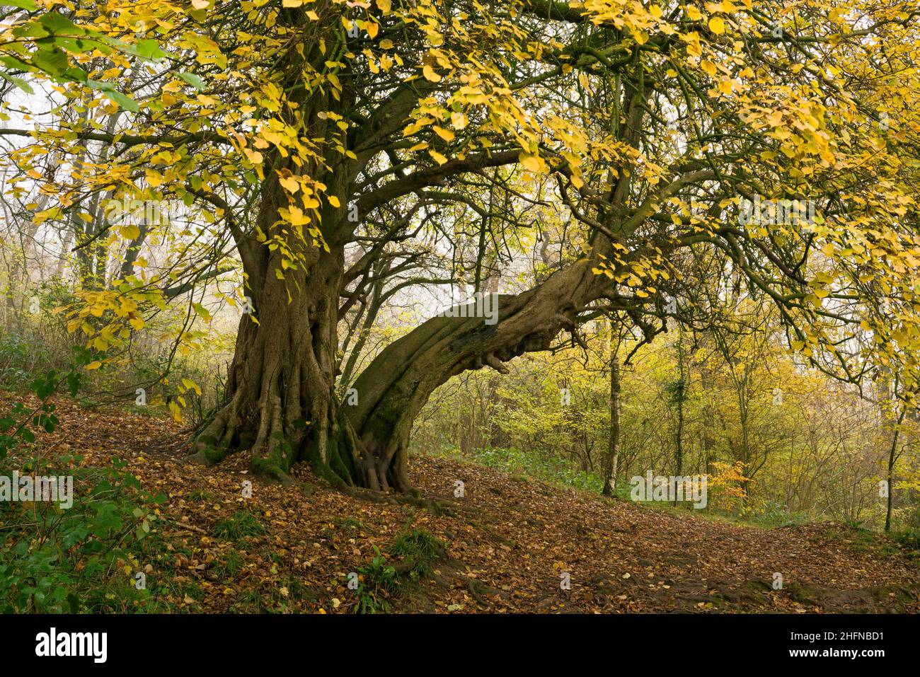 Small-leaved lime (Tilia cordata) tree in King's Wood, an ancient broadleaf woodland in the Mendip Hills Area of Outstanding Natural Beauty, Somerset, England. Stock Photo
