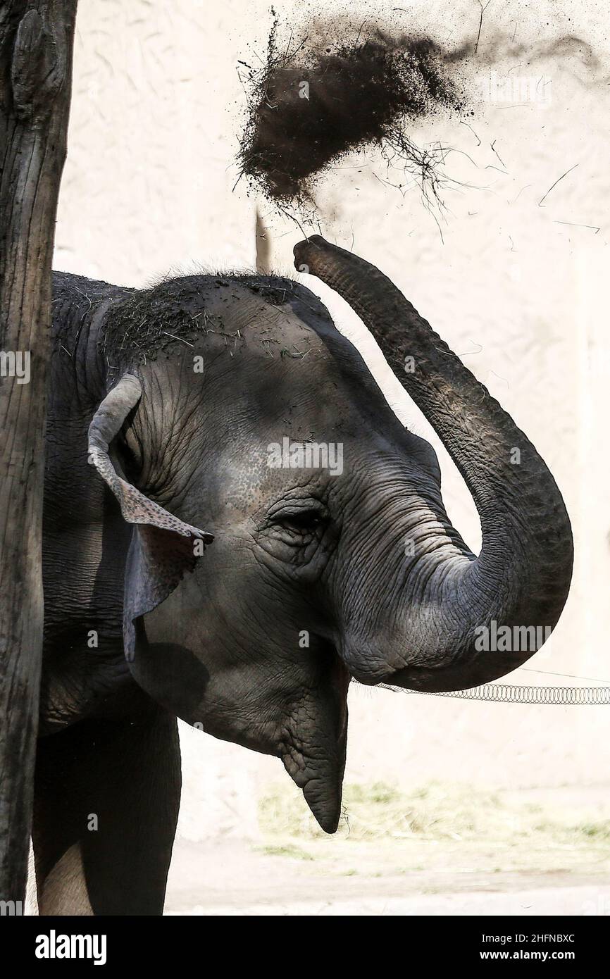 Animali zoo hi-res stock photography and images - Alamy