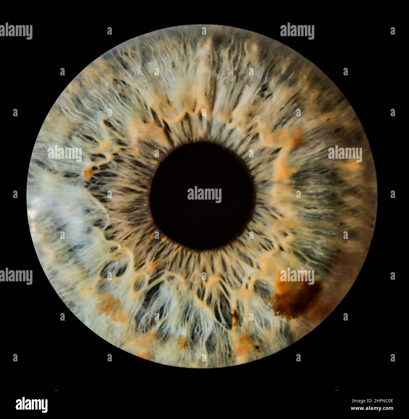 Macro photo of an human eye Stock Photo - Alamy