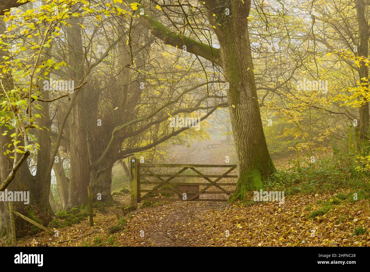 Autumn at King's Wood, an ancient broadleaf woodland in the Mendip Hills National Landscape, Somerset, England. Stock Photo