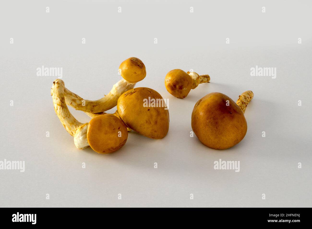 Gold cap hi-res stock photography and images - Alamy