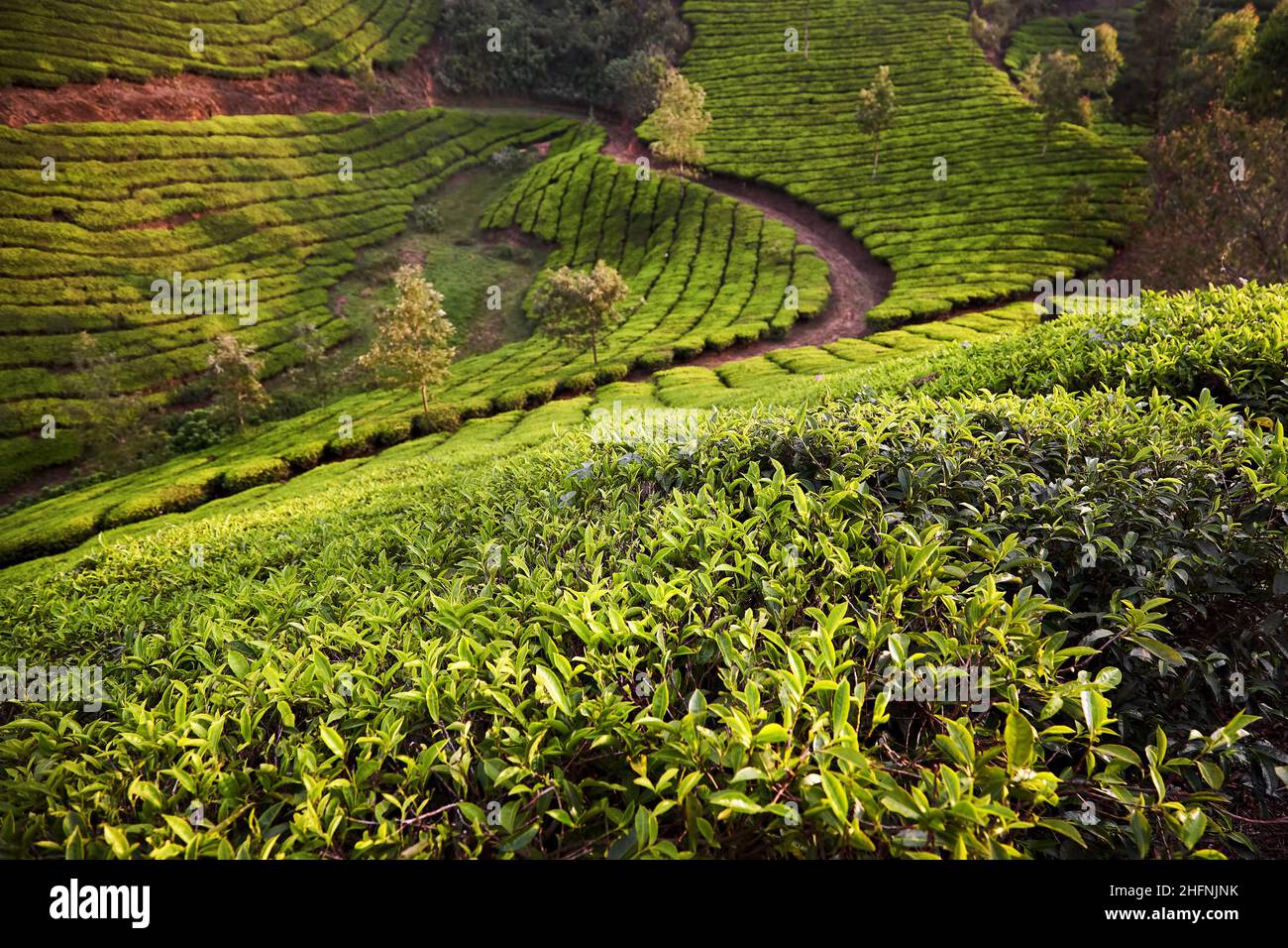 Scenery with green row bushes near country road turn at Tea plantations at sunset in Munnar, Kerala, India Stock Photo