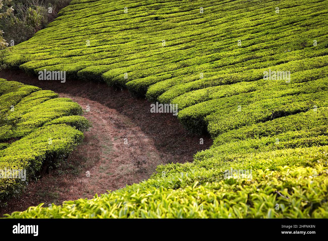 Green row bushes near country road turn at Tea plantations in Munnar, Kerala, India Stock Photo