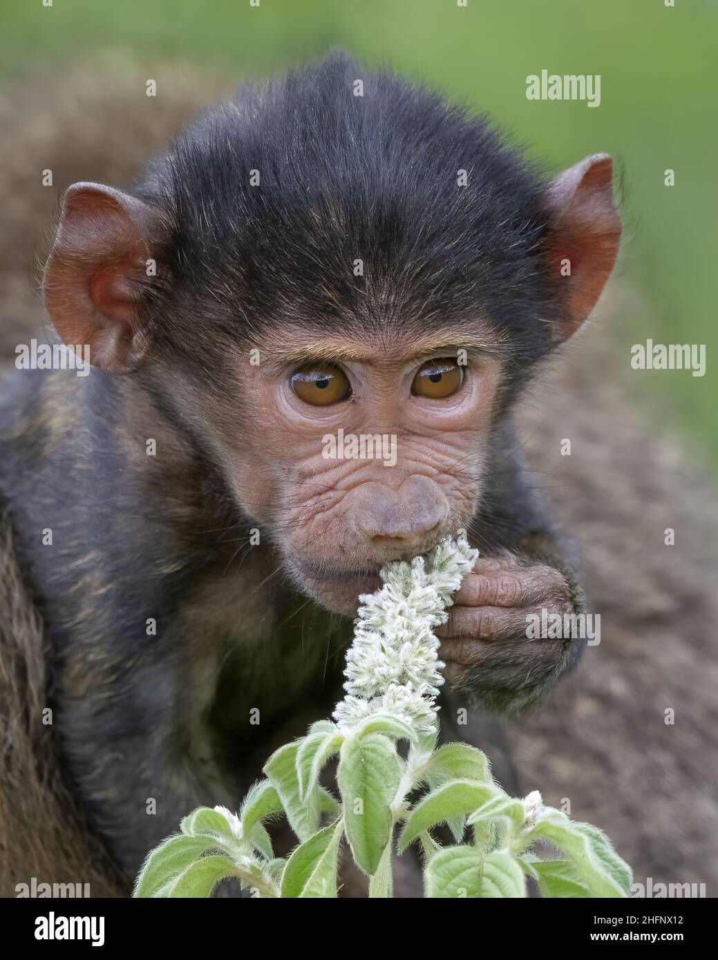 Baby olive baboon (Papio anubis) tasting a flower in the Ngorongoro Crater, Tanzania, Africa Stock Photo