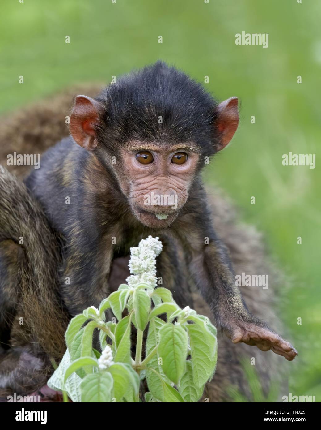 Baby olive baboon (Papio anubis) tasting a flower in the Ngorongoro Crater, Tanzania, Africa Stock Photo