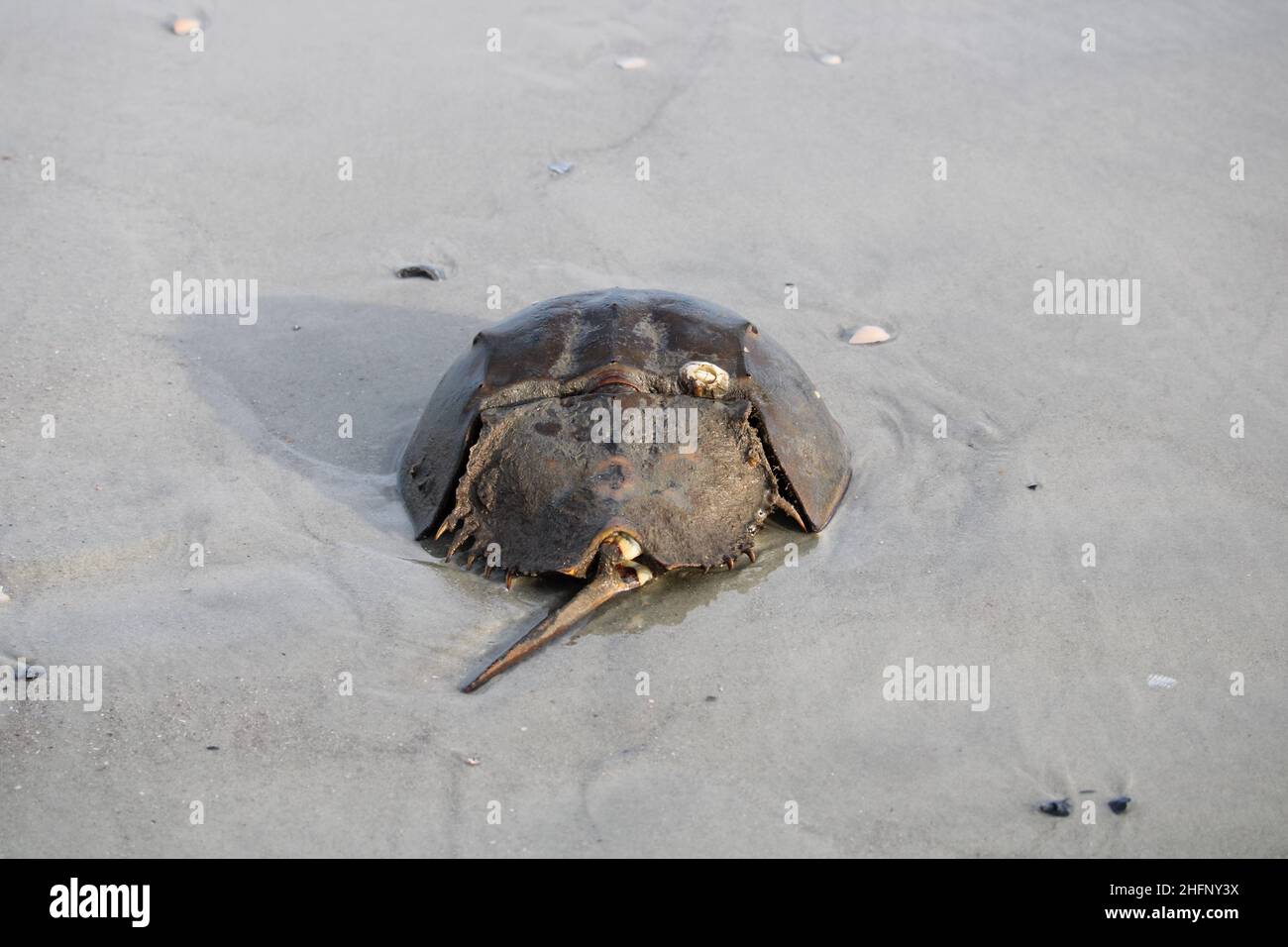 Horseshoe crab that washed up on the beach in Stock Photo Alamy