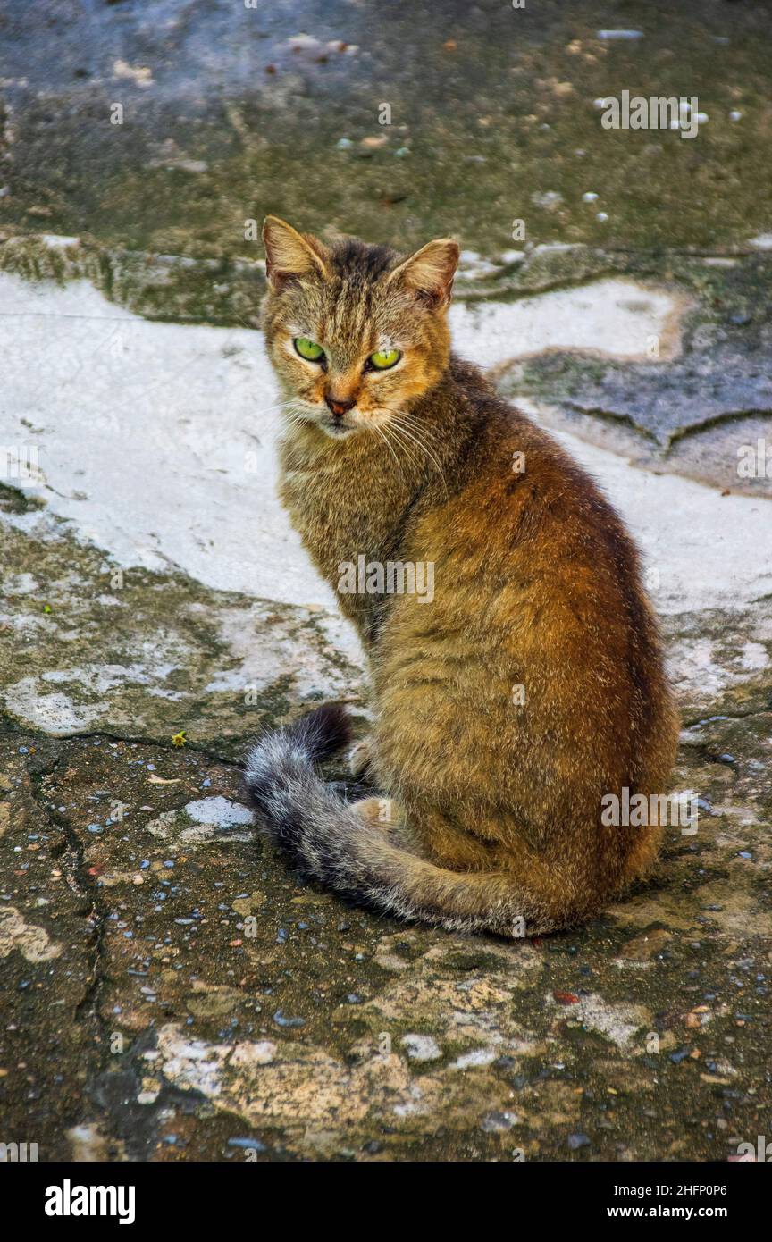 Cute Stray Cat In San Juan Puerto Rico Stock Photo