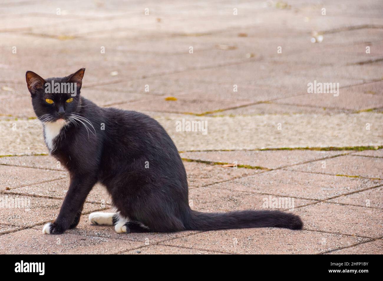 Black and White Stray Cat In San Juan Puerto Rico Stock Photo