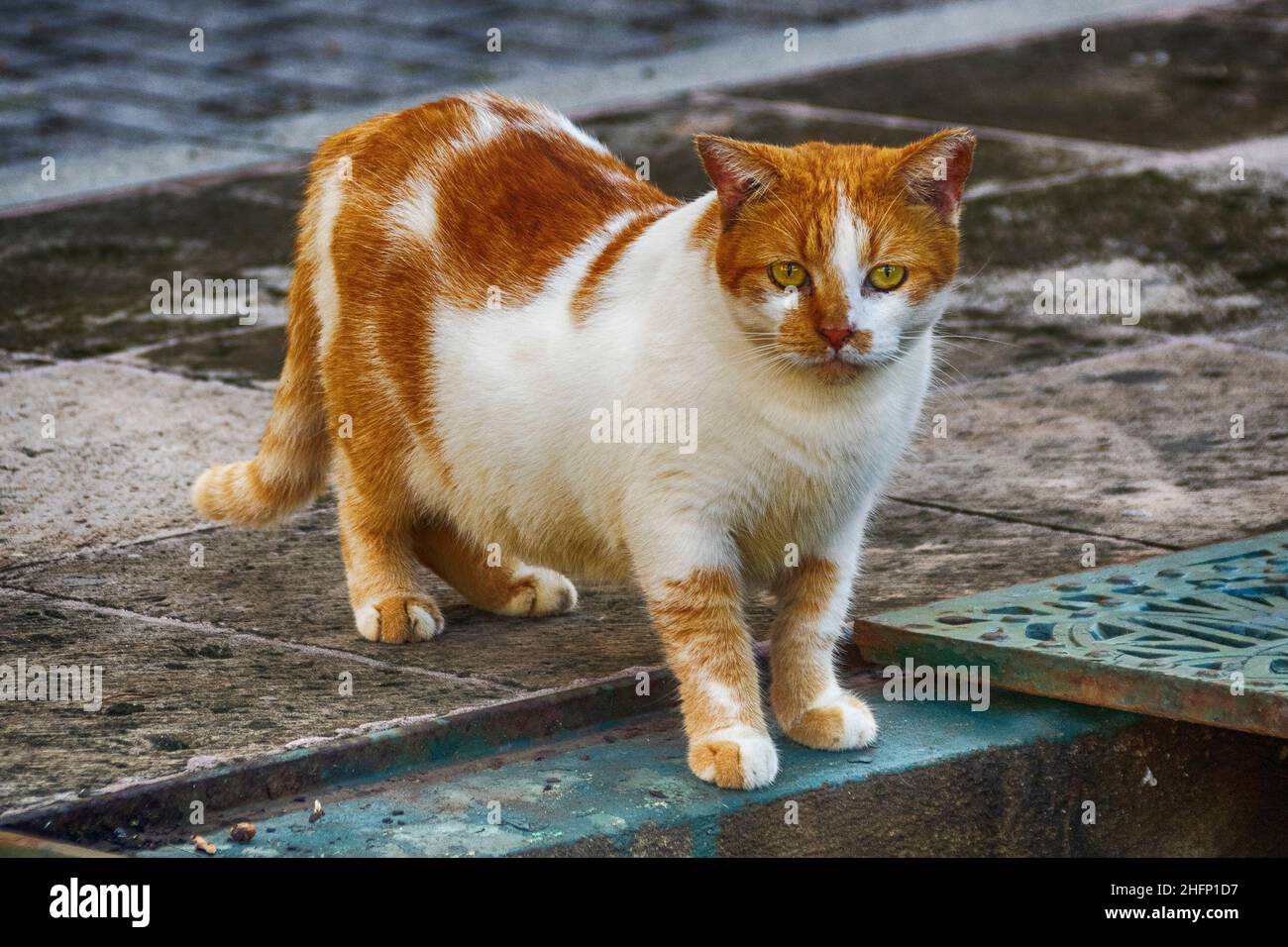 Cute Stray Cat In San Juan Puerto Rico Stock Photo