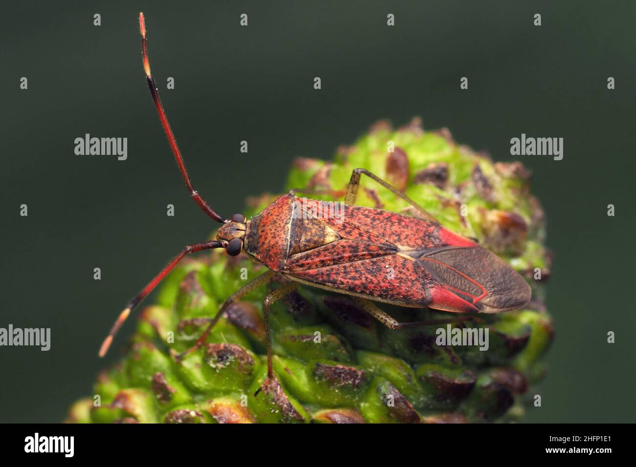Pantilius tunicatus mirid bug perched on alder catkin. Tipperary, Ireland Stock Photo