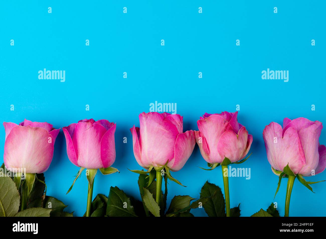 Overhead view of fresh pink roses by each other with copy space on blue background Stock Photo