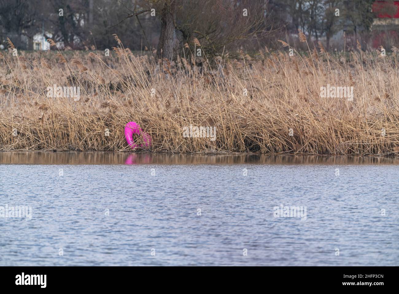 An inflatable pink heart-shaped water toy. Caught in the reeds of a lake and now lying around as waste that pollutes nature. Stock Photo