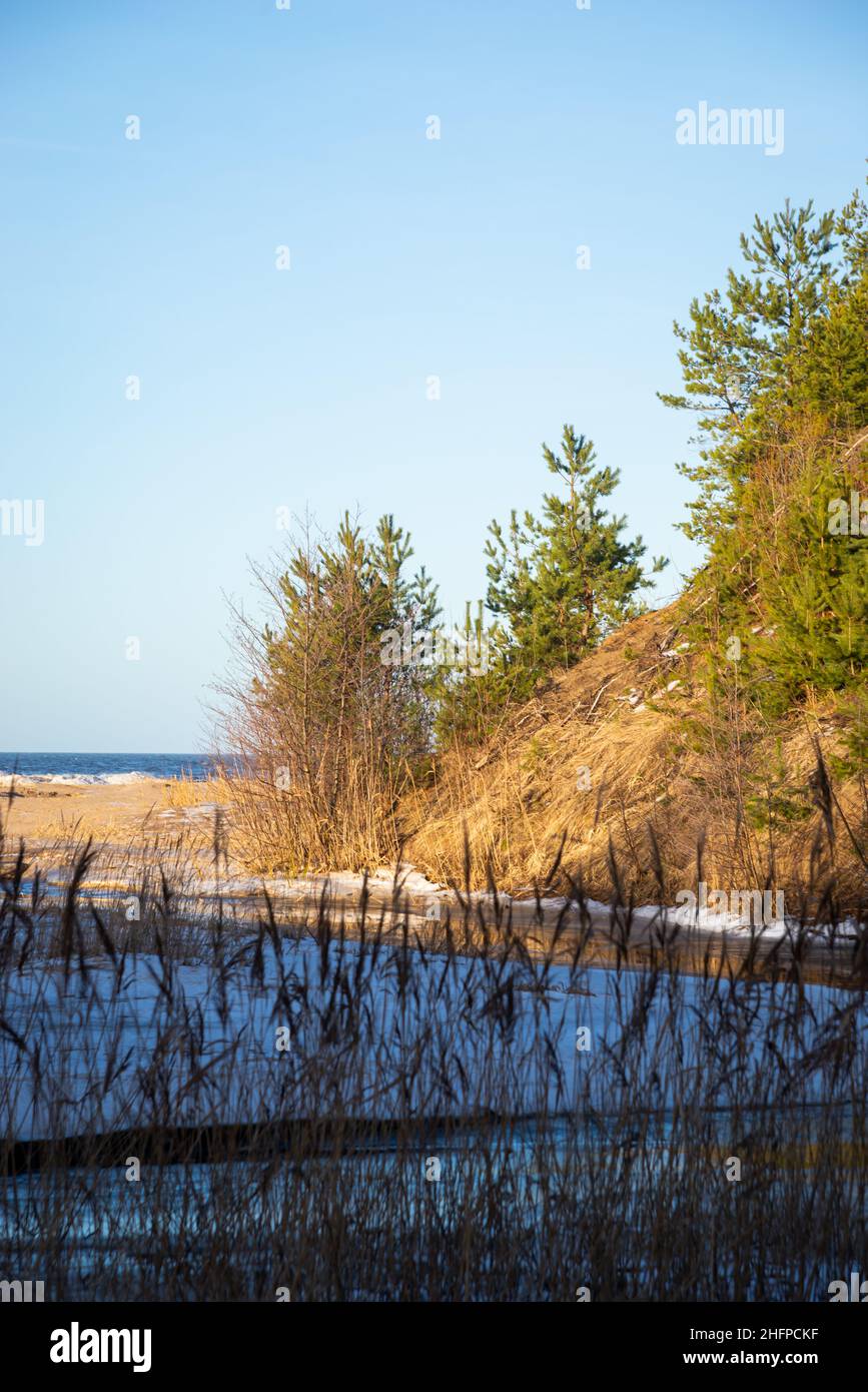 Winter landscape with dunes by the sea where small green pines grow. Reeds in the foreground. Stock Photo