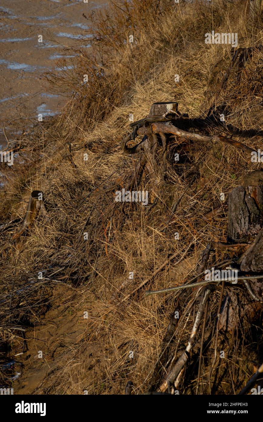 tree root stump by the sea in dunes where orange reeds grow on a sunny ...