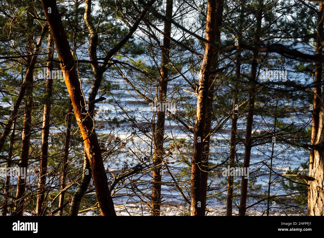 View of the sea through the trunks of pine trees on a sunny winter day. Stock Photo