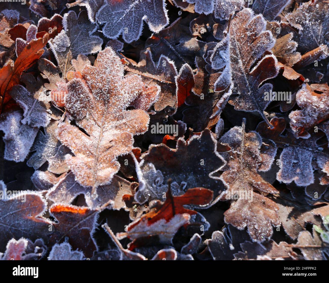 Brown leaves frosted with ice lying on the ground form beautiful patterns and textures. Stock Photo