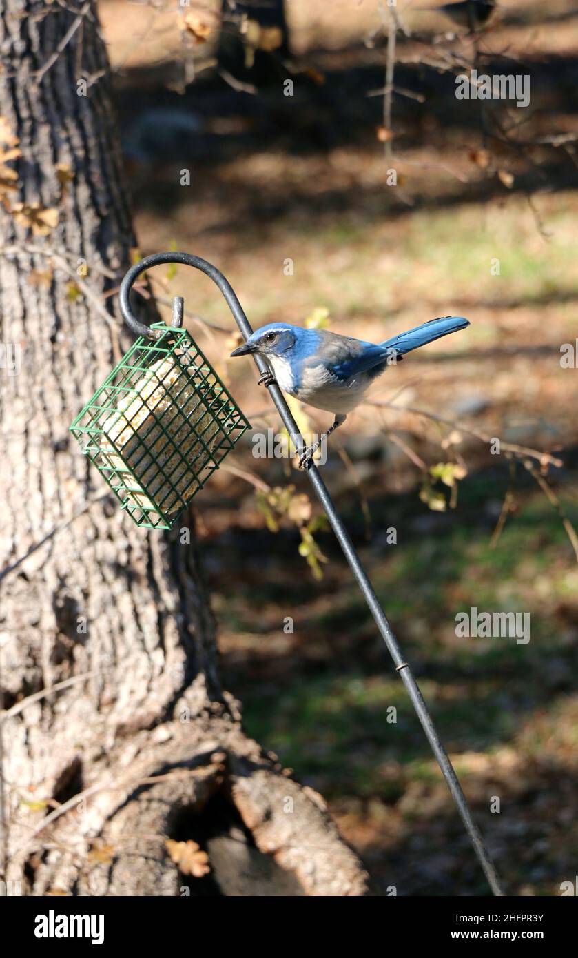 Beautiful blue scrub jay perched on a bird feeder. Stock Photo