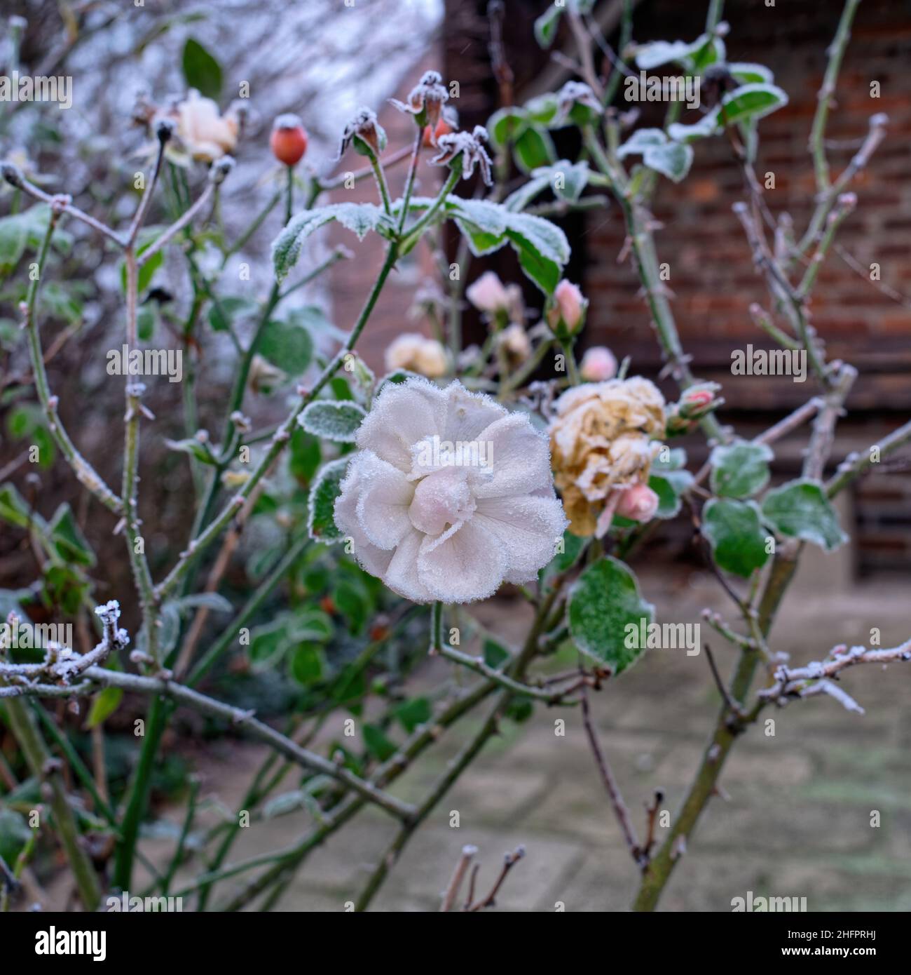 Zarte Blumen im frostigen Raureif – Flowers in hoarfrost Stock Photo