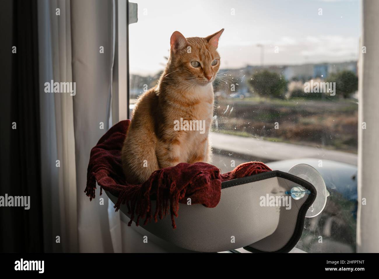 brown tabby cat sitting on a hammock by the window Stock Photo - Alamy