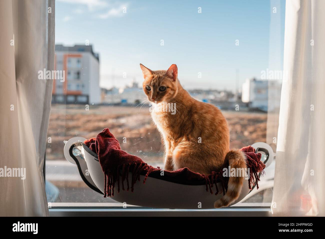 brown tabby cat sitting on a hammock by the window Stock Photo - Alamy