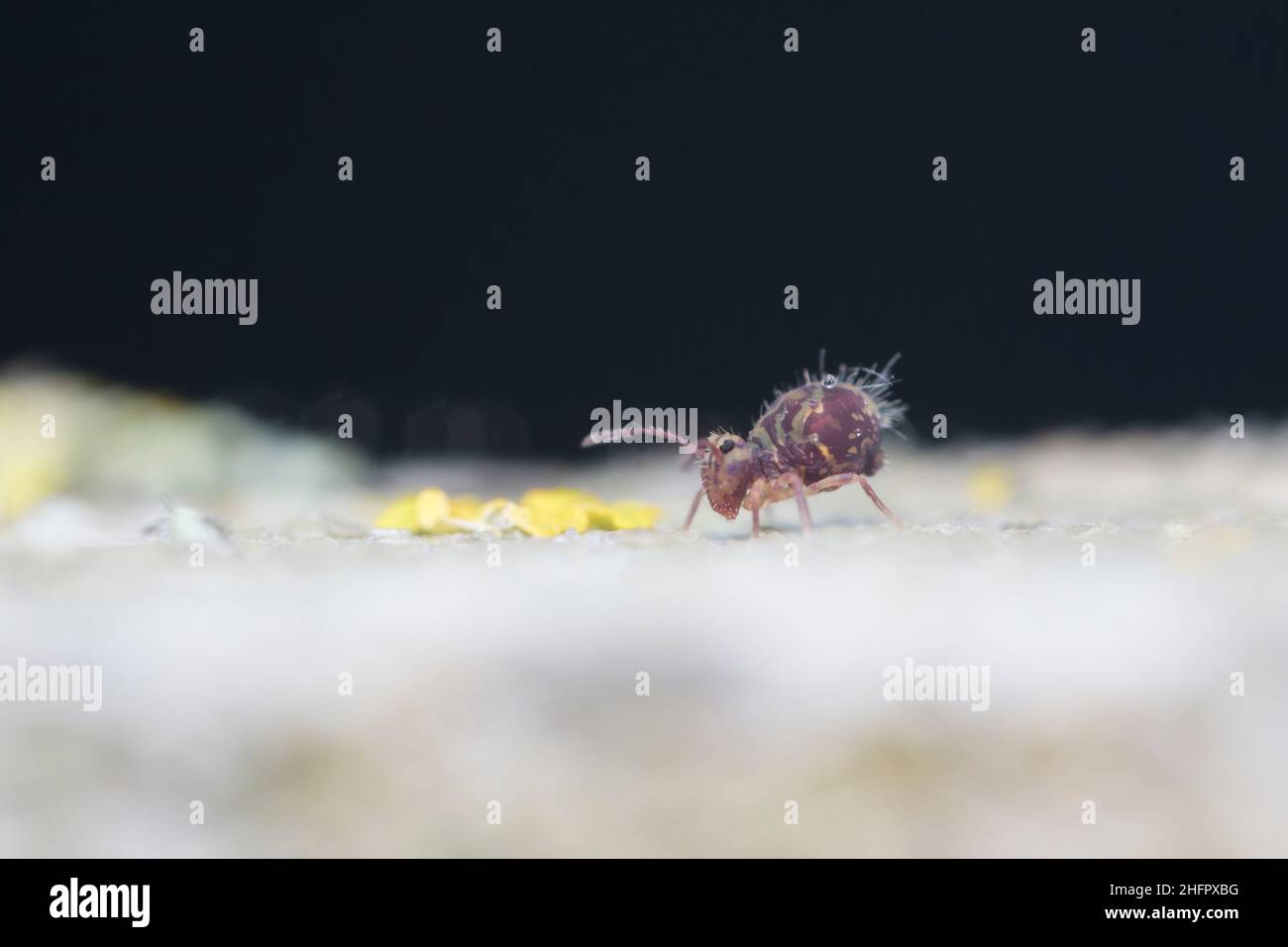 Globular springtail Dicyrtomina ornata in very close view Stock Photo