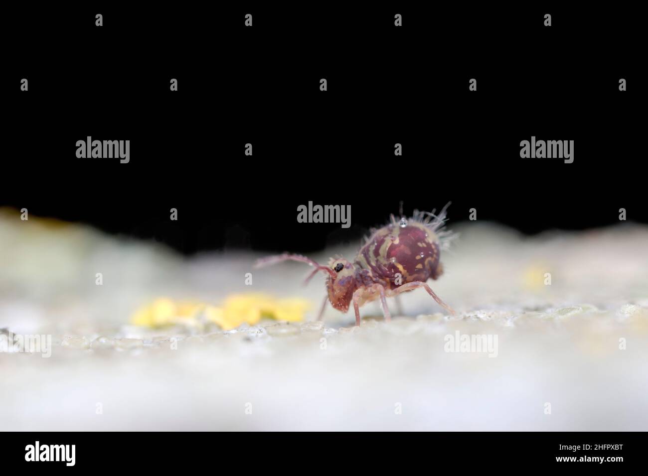 Globular springtail Dicyrtomina ornata in very close view Stock Photo