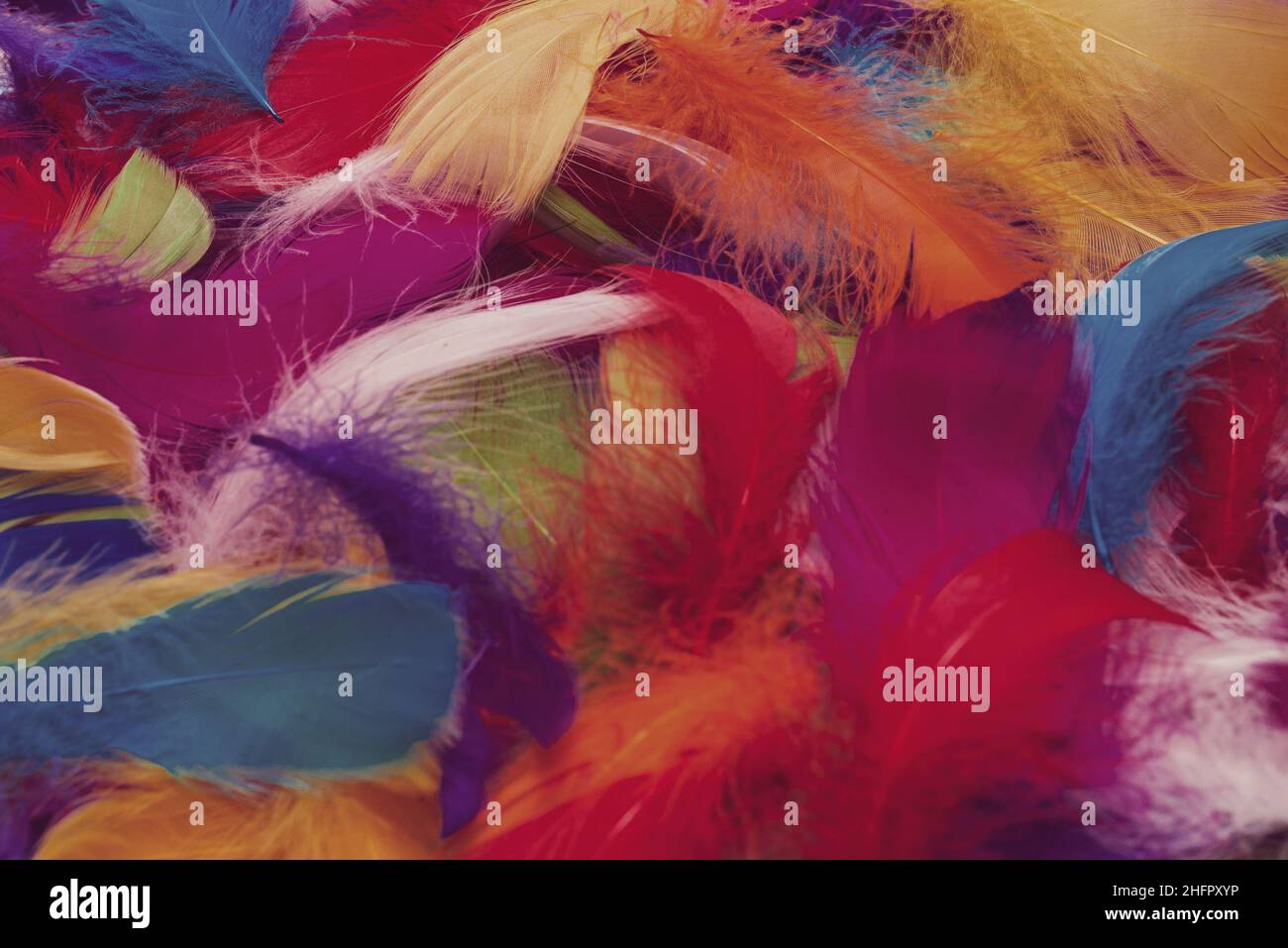 Colorful feather background. Top view. Stock Photo