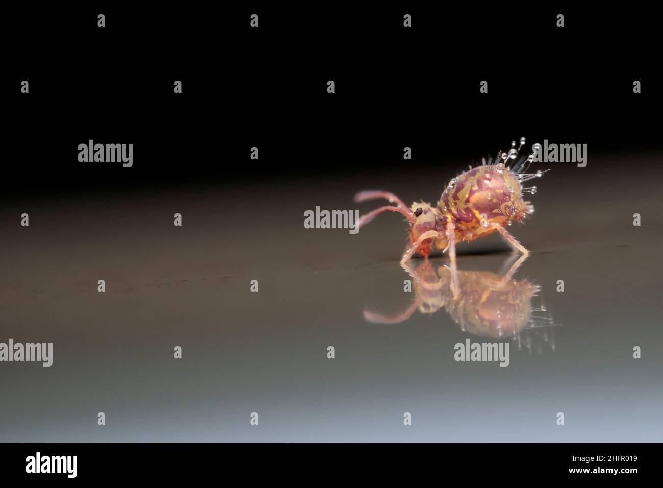 Globular springtail Dicyrtomina ornata in very close view Stock Photo