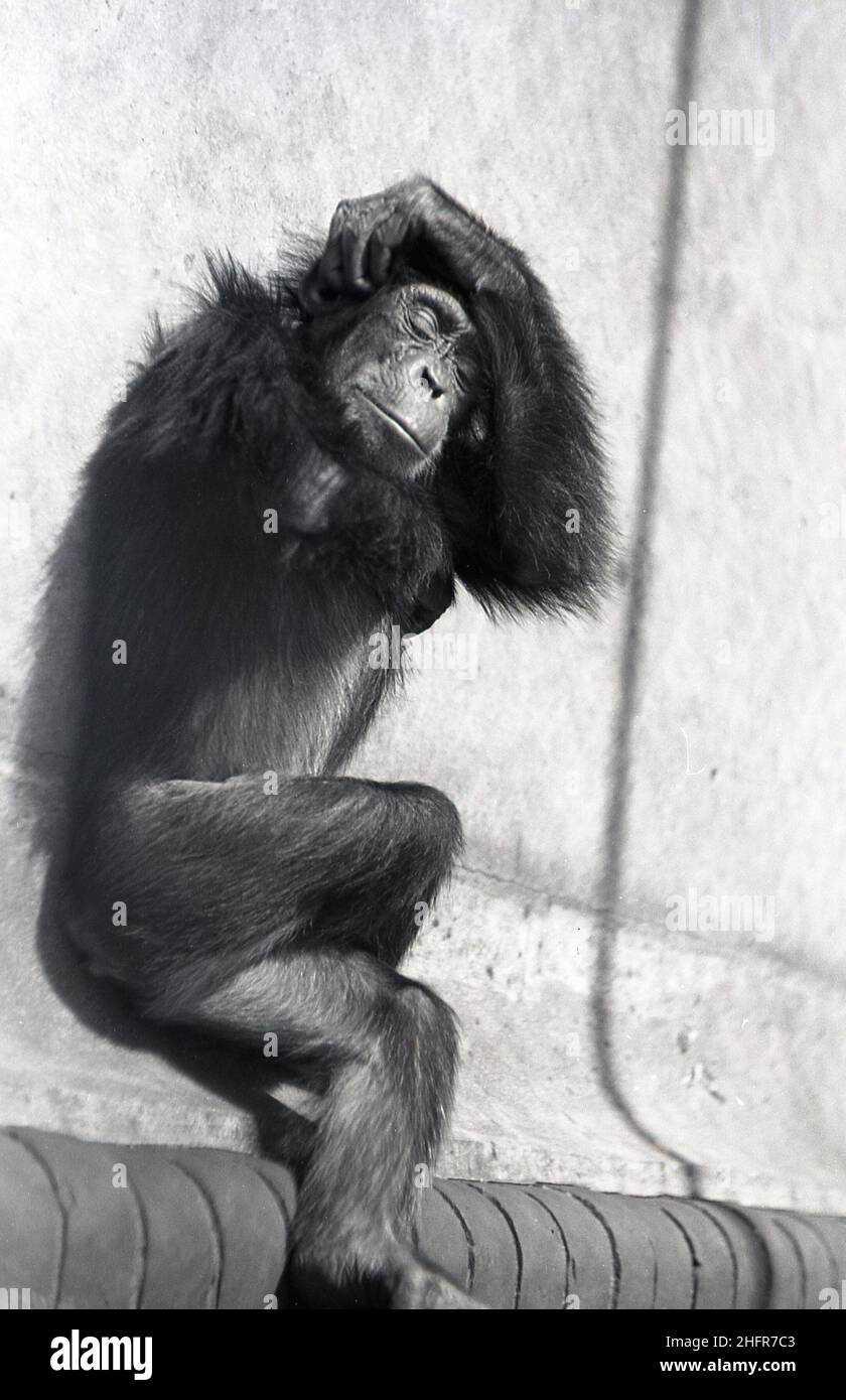 1950s, historical, summertime and at a zoo, a small monkey resting, cross-legged, left arm over head, England, UK. Stock Photo