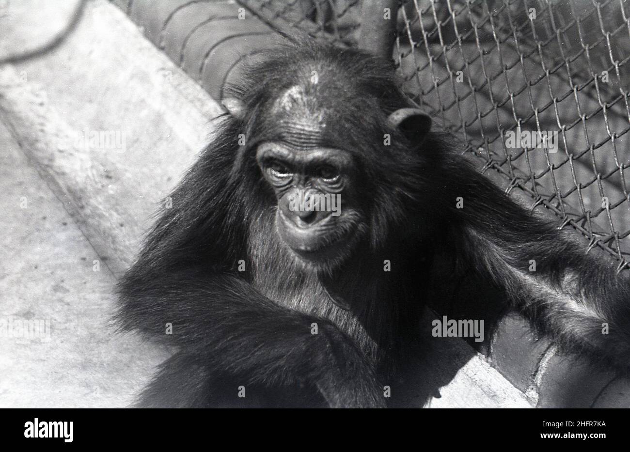 1950s, historical, in his enclosure at a zoo, by a fence, a small monkey, seen from above, England, UK. Stock Photo