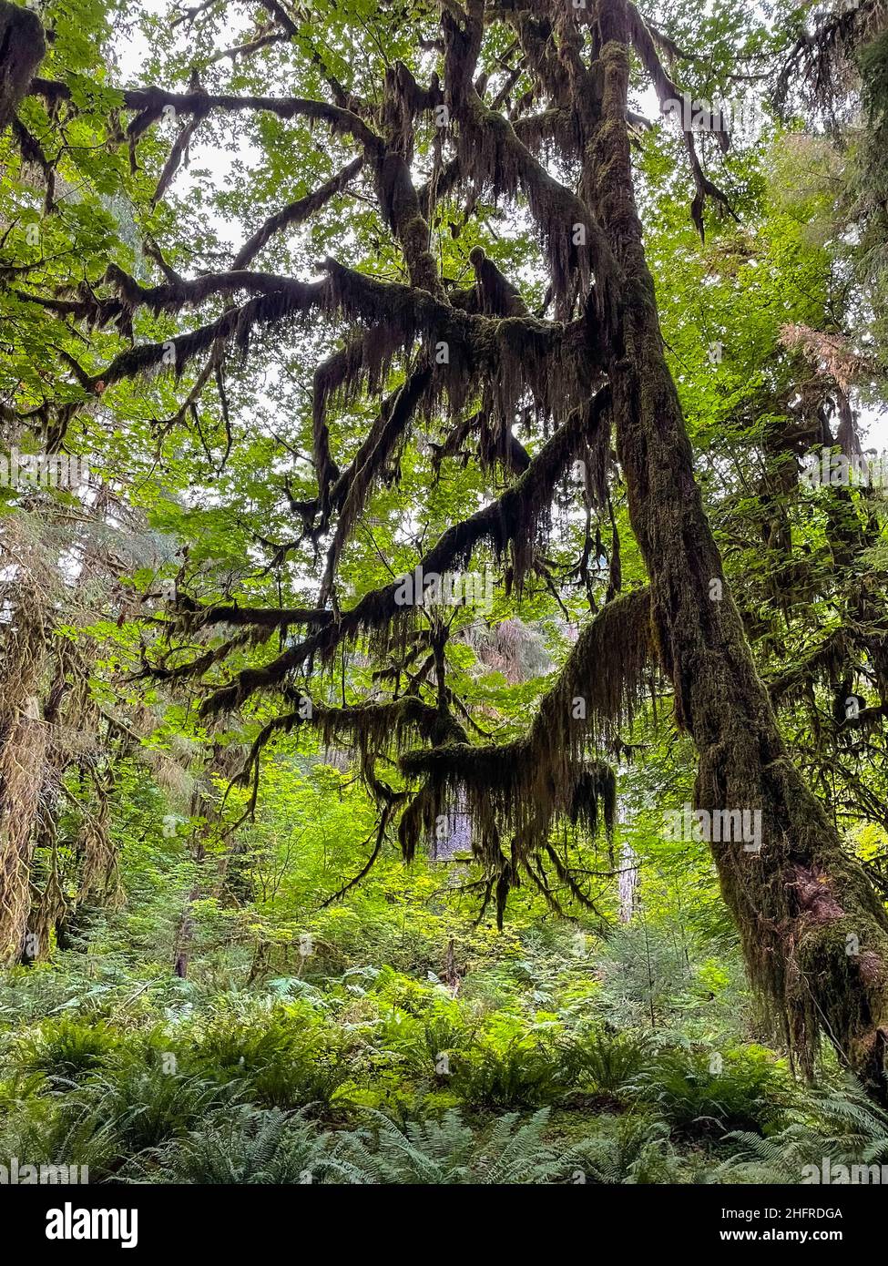 Hoh Rainforest is located on the Olympic Peninsula in the Pacific Northwest. It is located in western Washington state, and is one of the largest temp Stock Photo