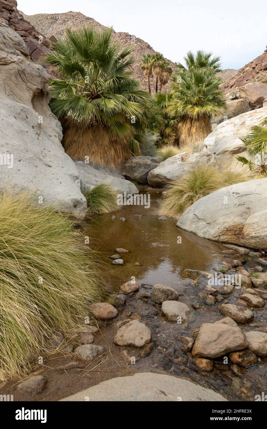 Stream flowing through Borrego Palm Canyon, Anza-Borrego Desert State Park, Califonia Stock Photo