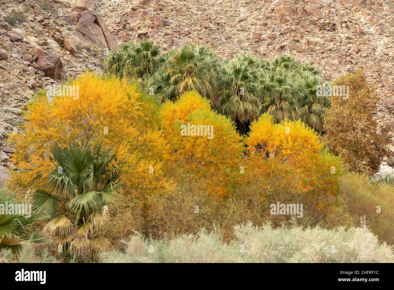 View of Palm trees and other plants in Borrego Palm Canyon, Anza-Borrego Desert State Park, California Stock Photo