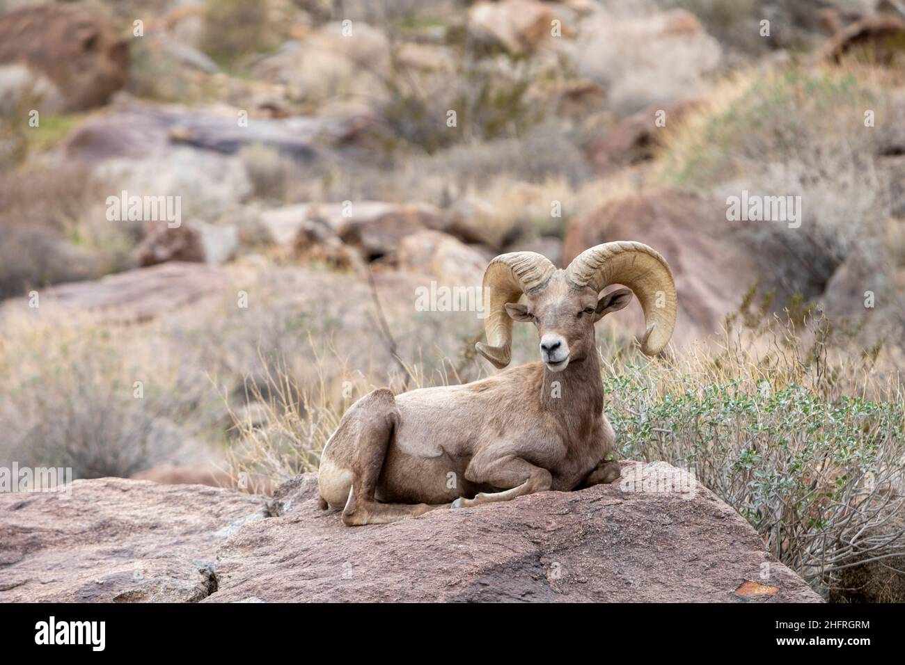 Peninsular Bighorn Sheep (endangered) Ram sitting on rock on Borrego ...